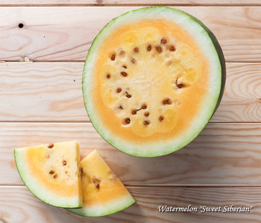 Watermelon "Sweet Siberian", Арбуз "Сибирский сладкий"